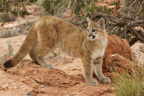 lynx vs puma lynx vs puma
